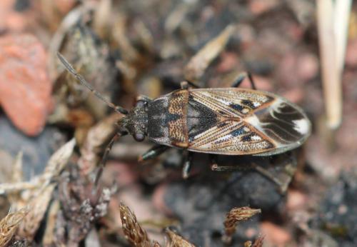Réf. 305 390 : Peritrechus lundii